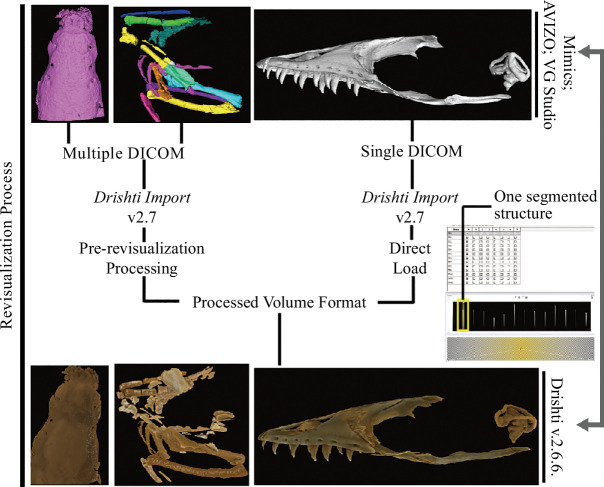 The general workflow for revisualization of segmented volume data in Drishti v.2.7.