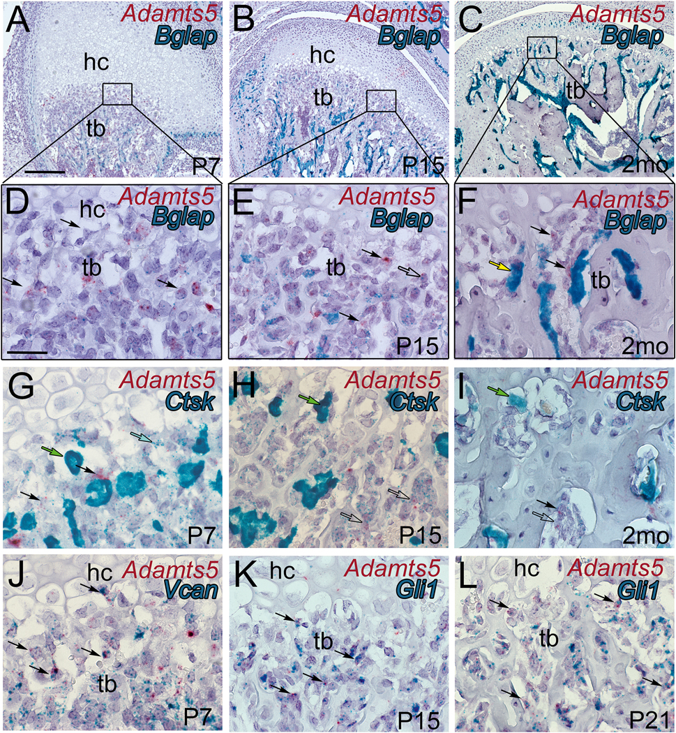 Figure 3: