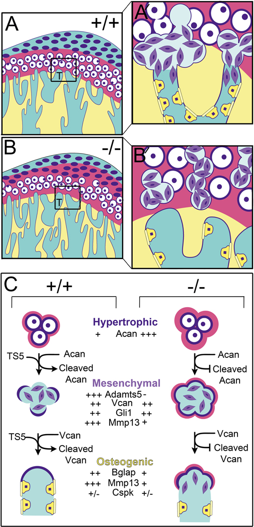 Figure 5.