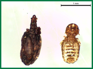Fig. 7.19