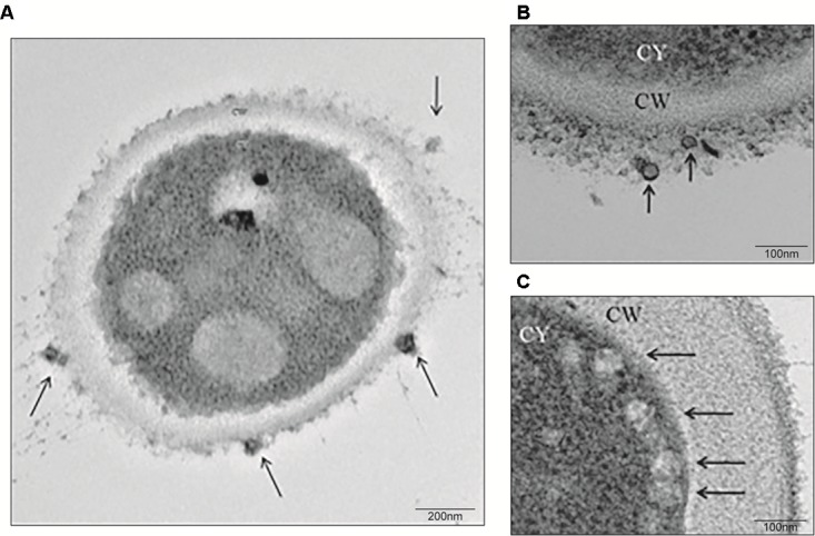 FIGURE 1