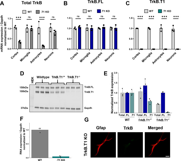 Figure 3—figure supplement 2.