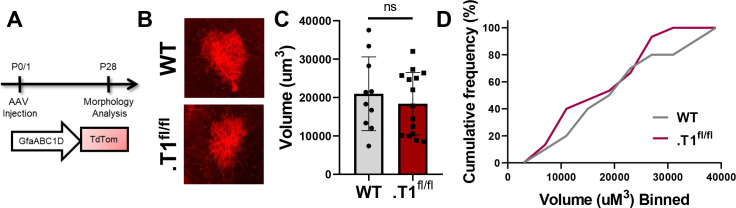 Figure 5—figure supplement 1.