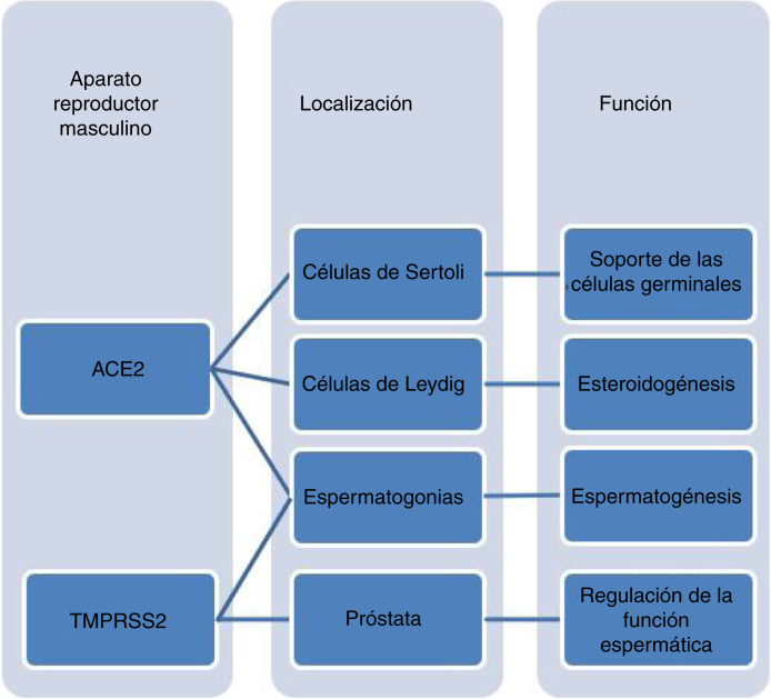 Figura 2