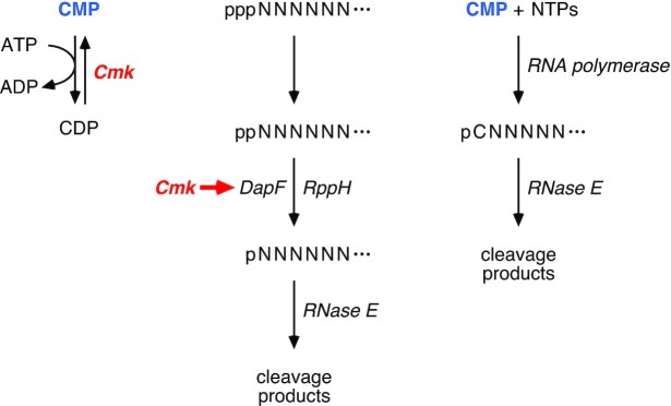 Figure 7.