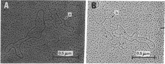 graphic file with name pnas00138-0209-a.jpg