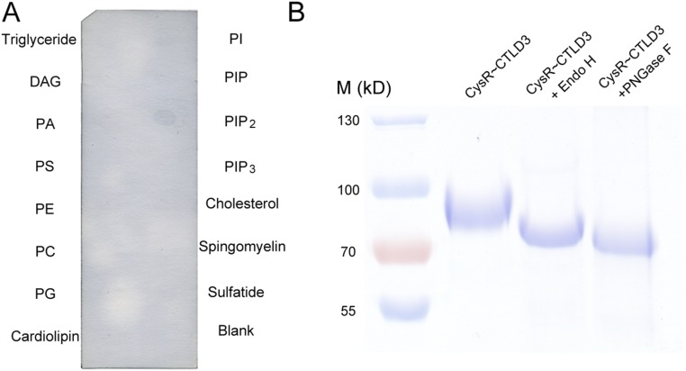 Fig. S1.