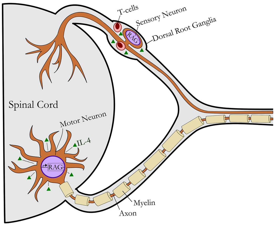 Figure 2 –