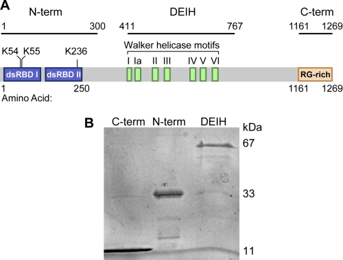 FIGURE 1.