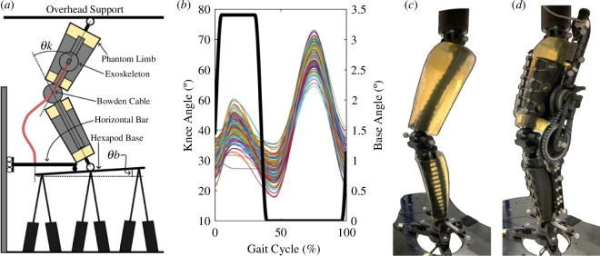 Exoskeleton–Phantom set-up.