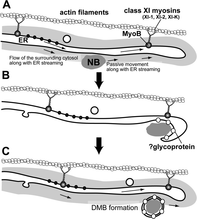 FIG 8