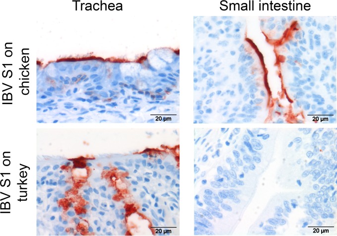 FIG 3