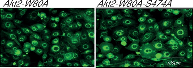 Figure 7—figure supplement 2.