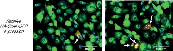 Figure 1—figure supplement 1.