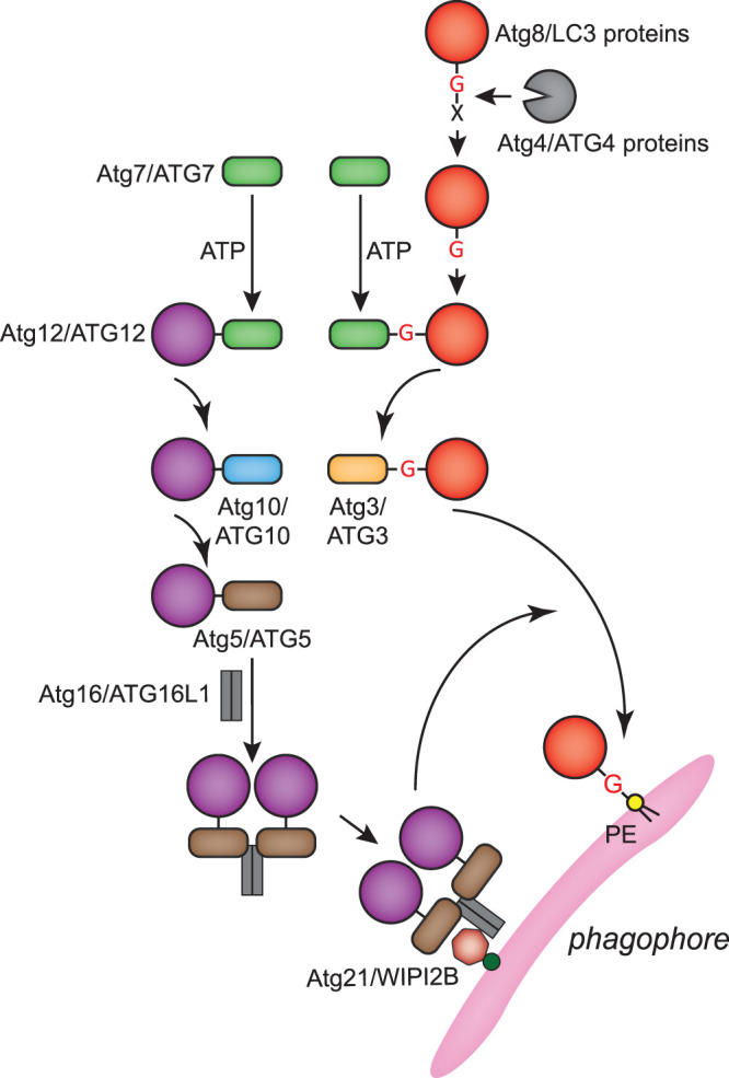 Figure 4.