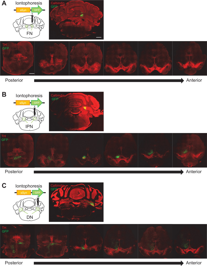 Figure 3—figure supplement 1.