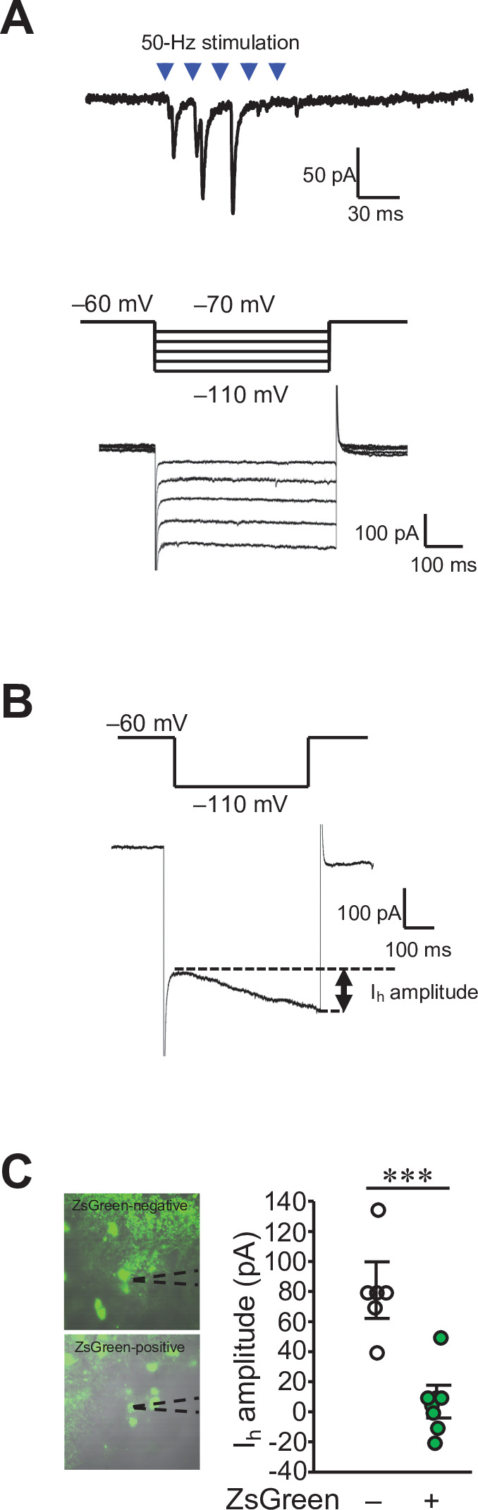 Figure 4—figure supplement 1.