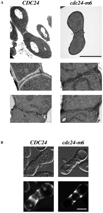 FIG. 6.