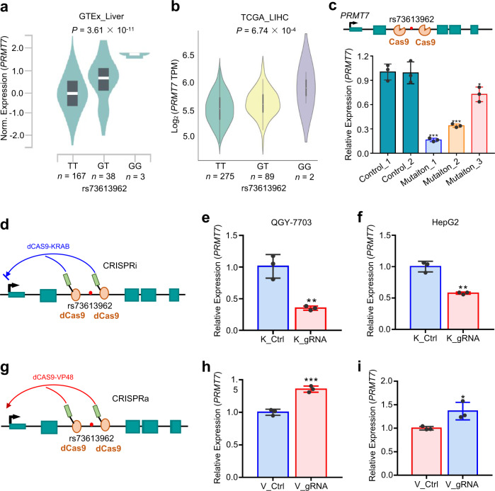 An enhancer variant at 16q22.1 predisposes to hepatocellular carcinoma ...