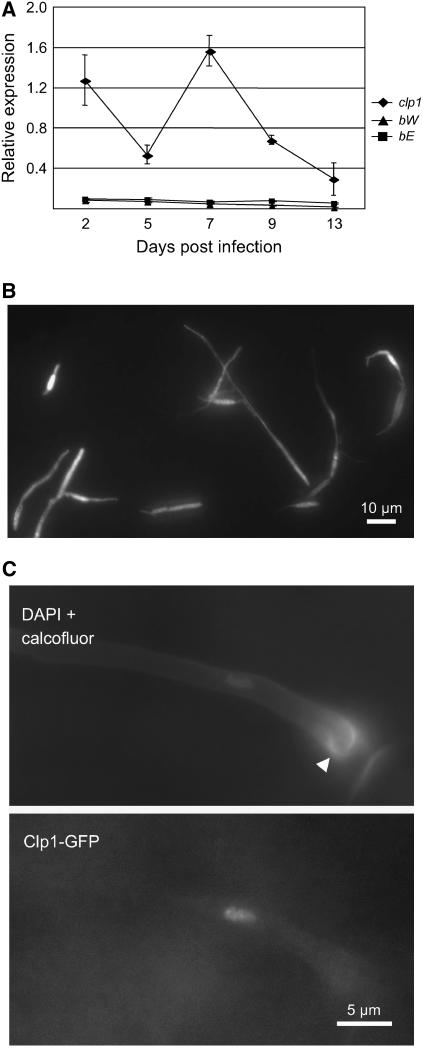 Figure 5.