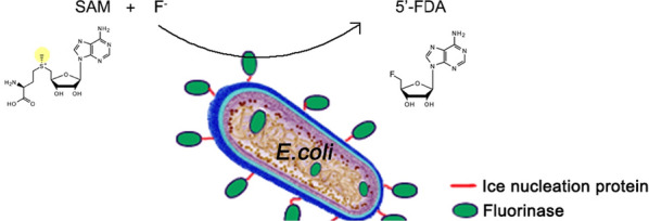 graphic file with name 12934_2021_1697_Figa_HTML.jpg