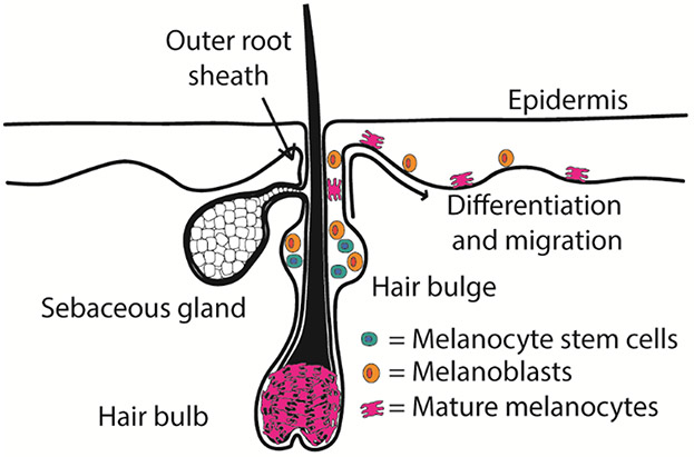 Figure 3: