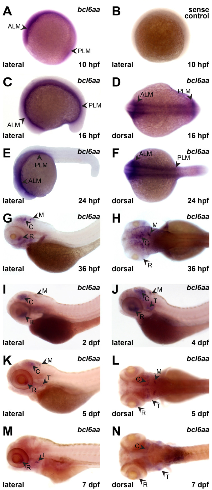 Figure 2