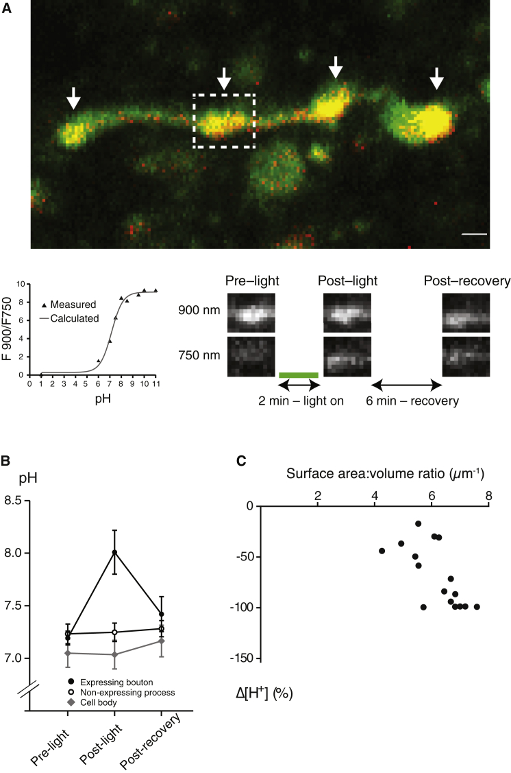 Figure 2