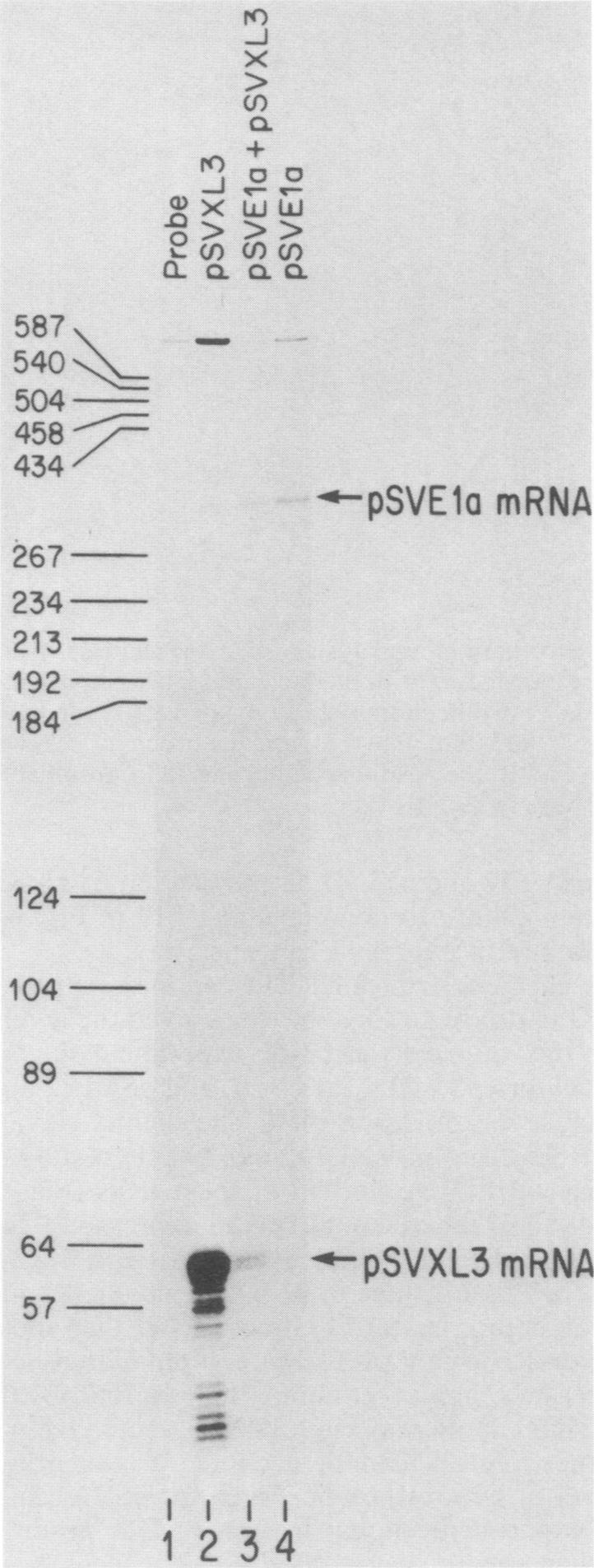 graphic file with name molcellb00106-0206-b.jpg