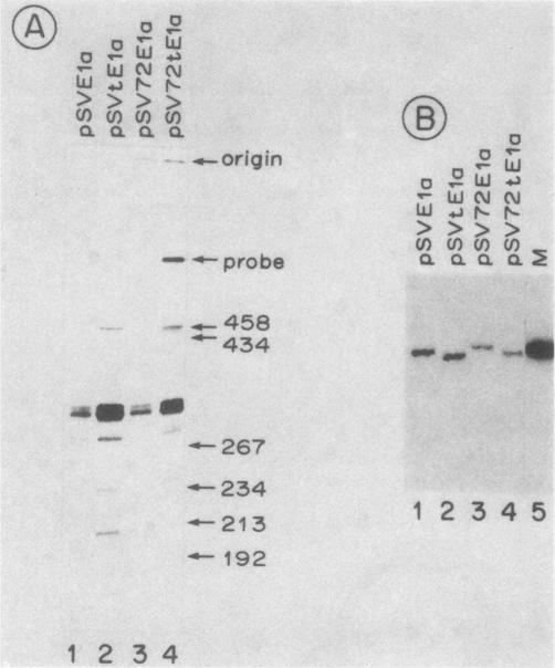 graphic file with name molcellb00106-0202-a.jpg