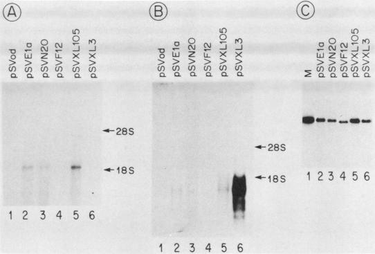 graphic file with name molcellb00106-0205-a.jpg