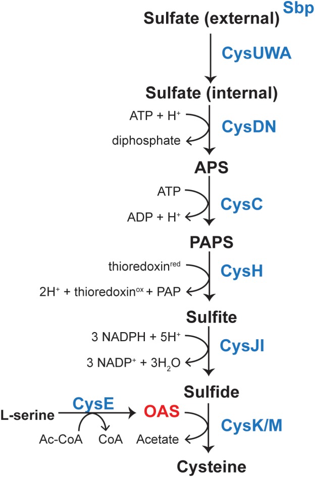 FIGURE 1