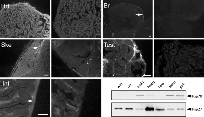 Fig. 6