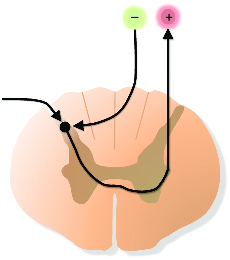 The Basic Pharmacology of Opioids Informs the Opioid Discourse about
