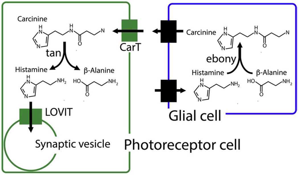 Fig 4.