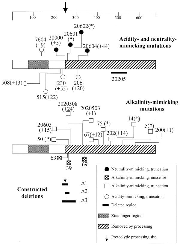 FIG. 1