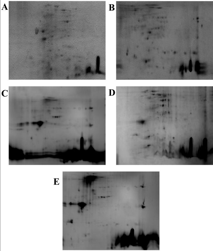 Supplementary Figure 1