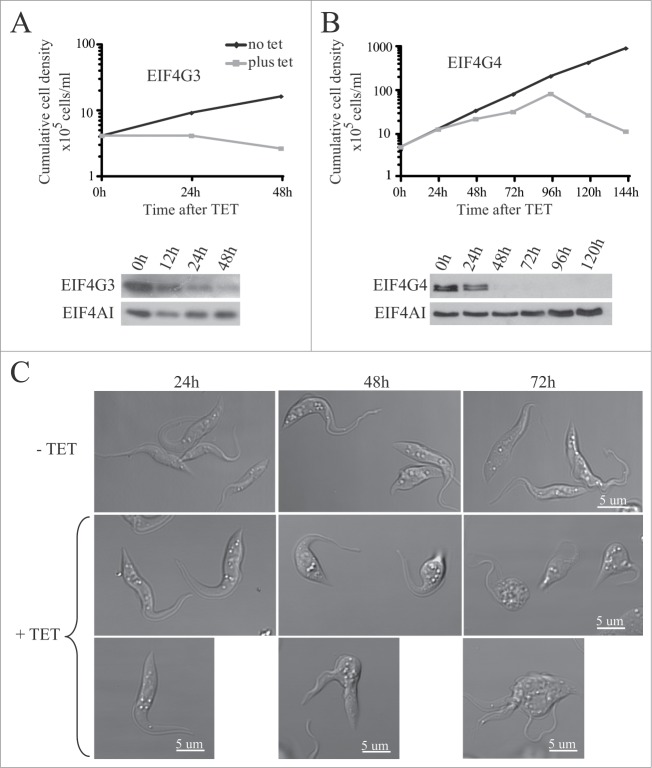 Figure 5.