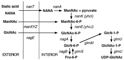 FIG. 1