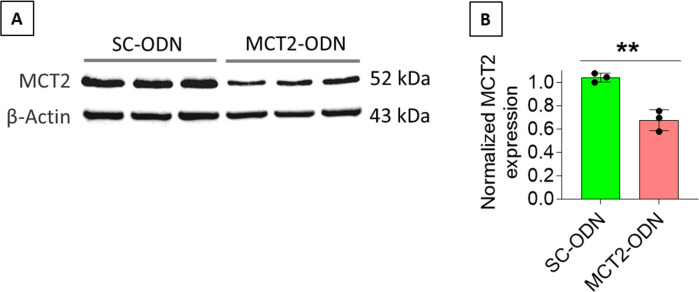 Figure 5—figure supplement 1.