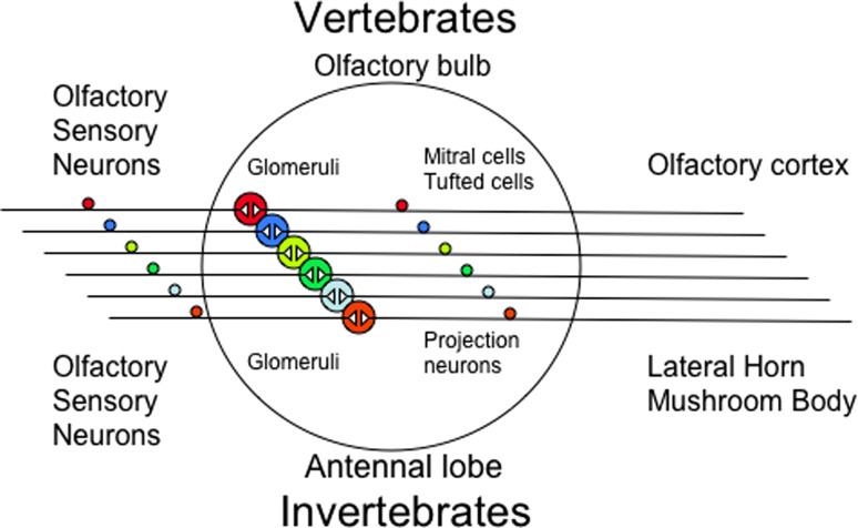 Fig. 1