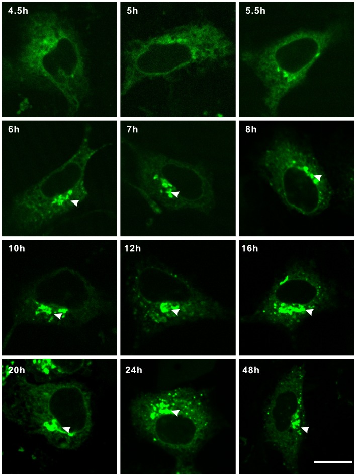 Figure 7