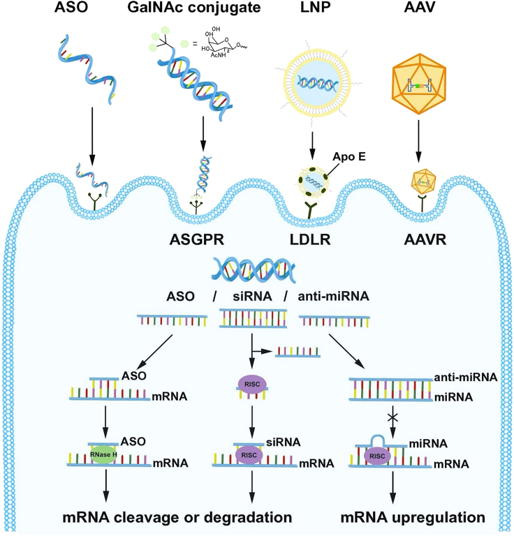 Figure 2