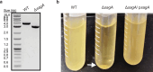 Figure 1—figure supplement 1.