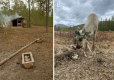 Examples of reindeer feeding across the study areas.