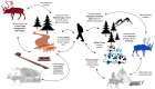 Tanglegram of described reindeer herding multi-species practices (red = West Siberia, blue = Mongolia)
