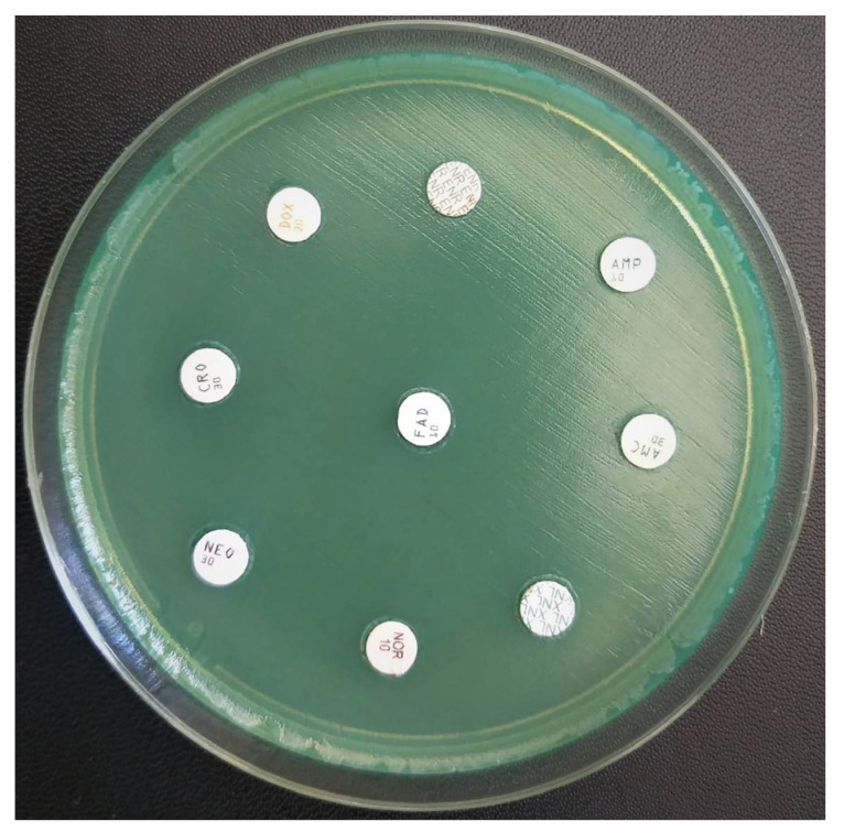 Figure 4