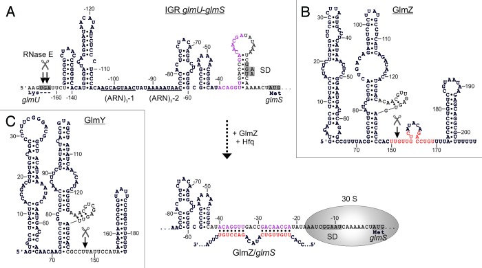 graphic file with name rna-11-433-g2.jpg