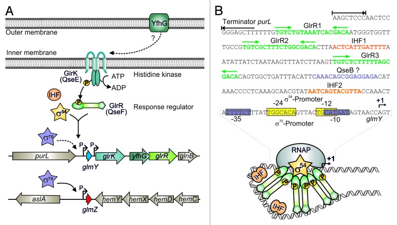 graphic file with name rna-11-433-g4.jpg