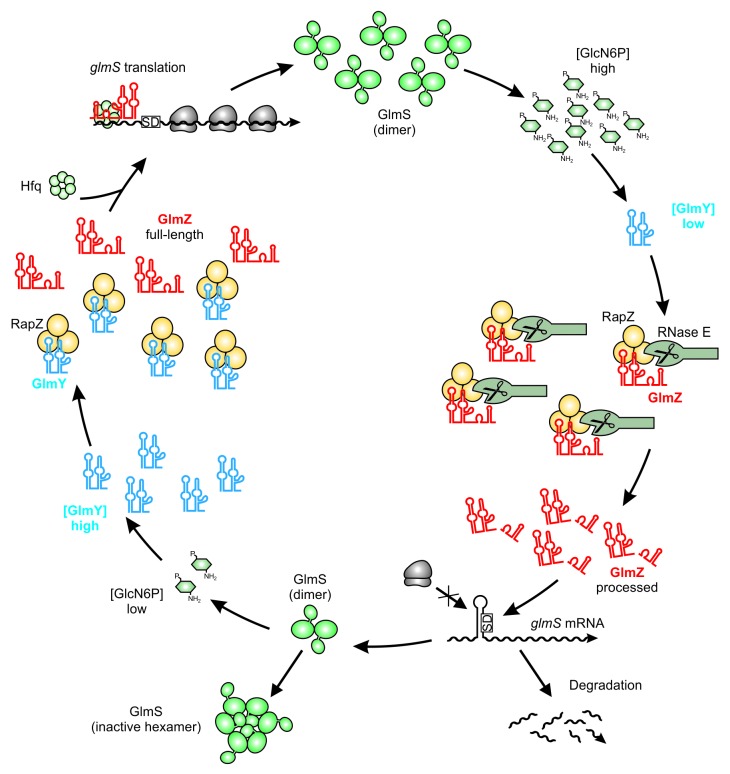 graphic file with name rna-11-433-g3.jpg